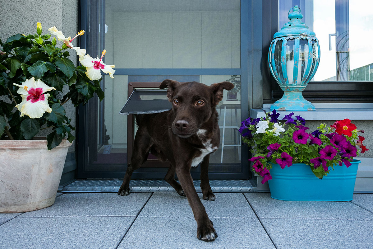 Pes prochází otvorem v síti proti hmyzu